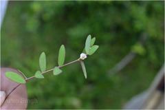 Euphorbia deccanensis
